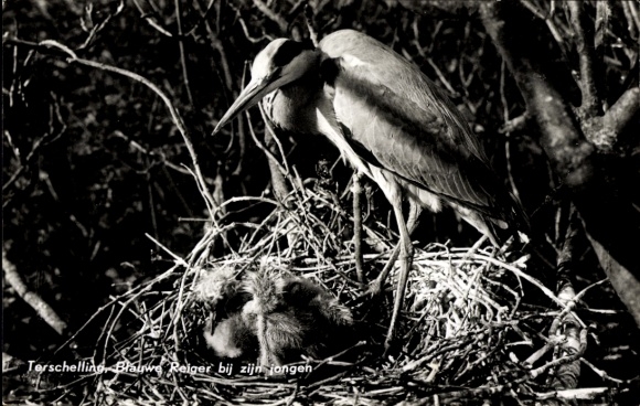 Postcard grey heron, nest, young, bird