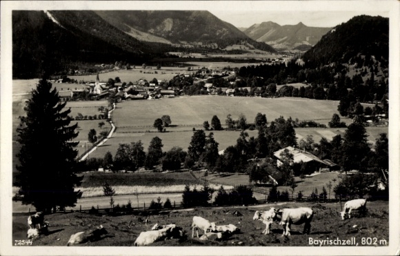 Postcard Bayrischzell in the Mangfall Mountains Upper Bavaria, panorama, cows