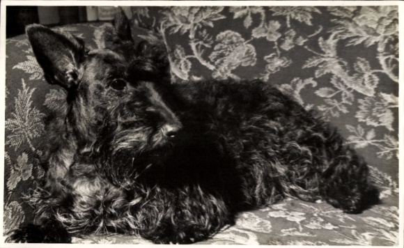 Postcard dog portrait, terrier on an armchair