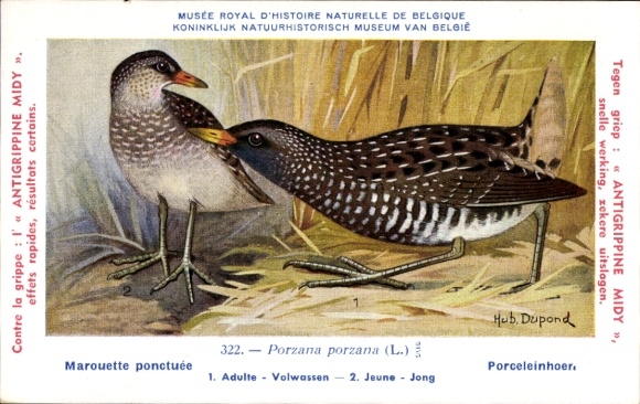 Kunstenaarskaart Dupond, Hub., Marouette ponctuee, Porceleinhoer, Porzana porzana, nr. 322