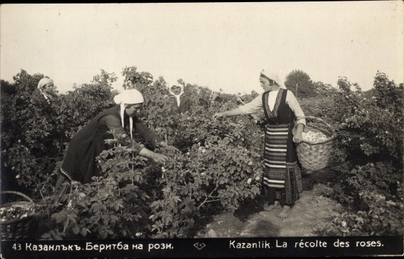Postcard Kazanlak Kazanlak Bulgaria, women in traditional costumes harvesting roses