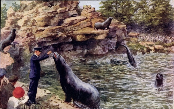 Artist Postcard Howard, CT, Sea lions in Zoological Gardens
