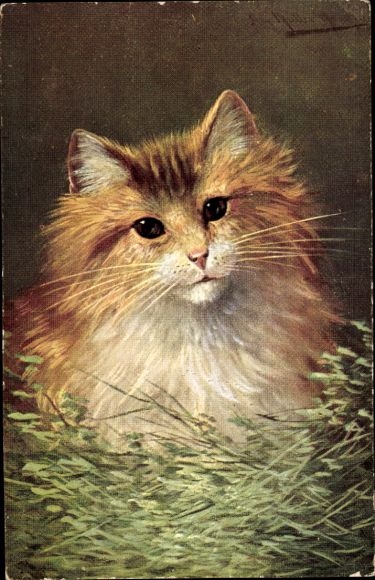 Artist Postcard Müller, August, cat with red and white fur in the grass