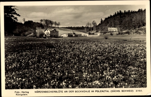 Postcard Polenztal Neustadt in Saxony, snowdrop blossom, Bockmühle, Saxony, Photo-Hering