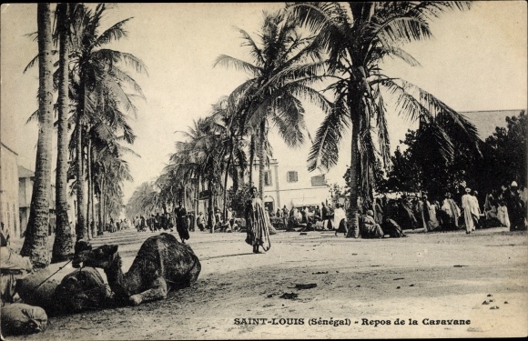 Postcard Saint Louis Senegal, Rest of the Caravan, Kamele