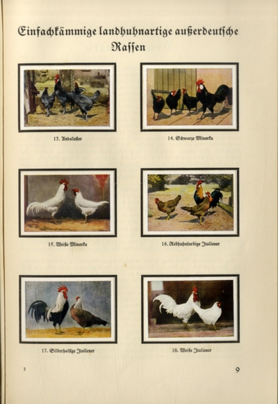 The small animal breeder (Hans vd Nordmark) collecting picture album Muskator, Bergische Kraftfutter-Werke 1
