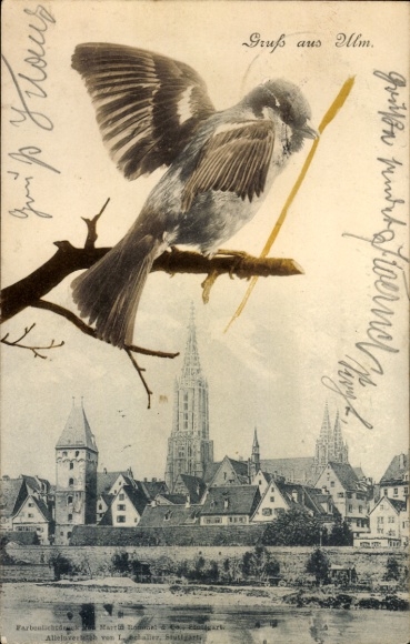 Postcard Ulm an der Donau, Münster, Ulmer Spatz