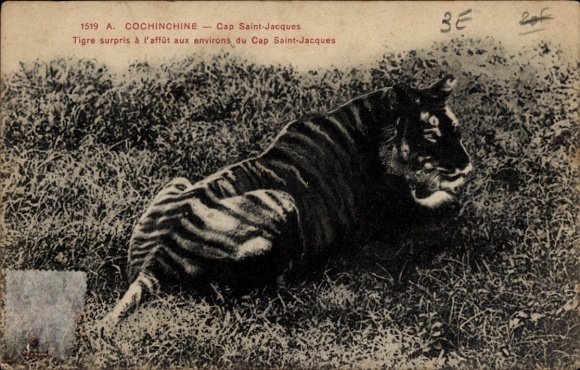 CPA Cochinchine Vietnam, Tigre surpris à l'affût aux environs du Cap Saint-Jacques