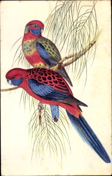 Postcard Parakeets Platycerques, Plattschweifsittiche