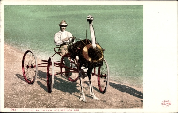Postcard Hot Springs Arkansas USA, an ostrich trotting