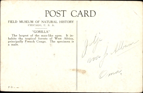 Postcard Chicago Illinois USA, Field Museum of Natural History, Gorilla