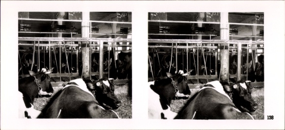Stereo Raumbild Foto "Die NS-Musterbetriebe 1937-38" Nr. 138, Rittergut Peseckendorf, Kuhstall