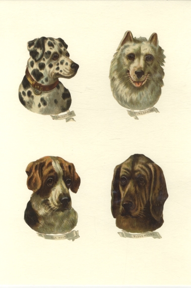 4 głowy psów waflowych, w tym dalmatyńczyk, ogar, foxhound, każda o wymiarach ok. 8 x 6 cm