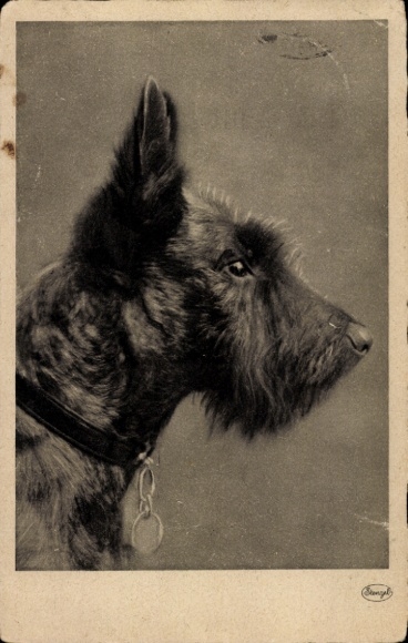 Postcard Freital in Saxony, dog