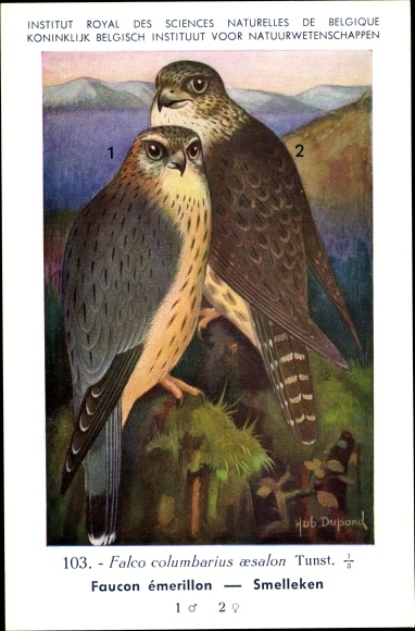Artist Postcard Dupond, Hub., Falco columbarius, Merlin