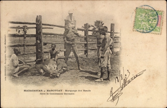 Ak Marovoay Madagaskar, Marquage des Boeufs dans la Concession Germain, Brandmarkung 