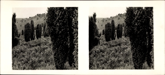 Stereo Foto Lüneburger Heide, Machangelbäume, Toter Grund
