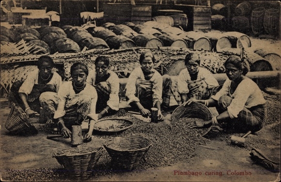 Ak Colombo Ceylon Sri Lanka, Plumbago curing