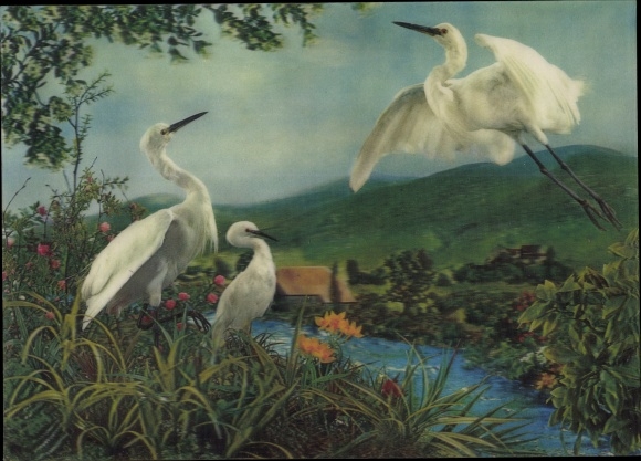 3-D Postcard Three white herons