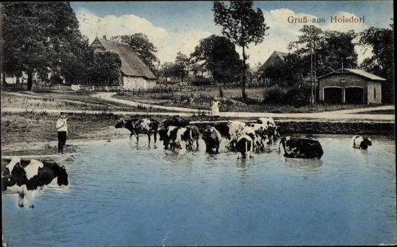 Postcard Hoisdorf in Schleswig Holstein, cows, water game