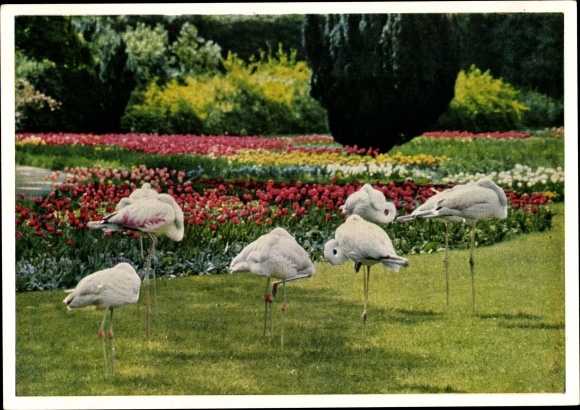 PC Cannstatt Stuttgart Neckar, flamingos with spring blossom, Wilhelma