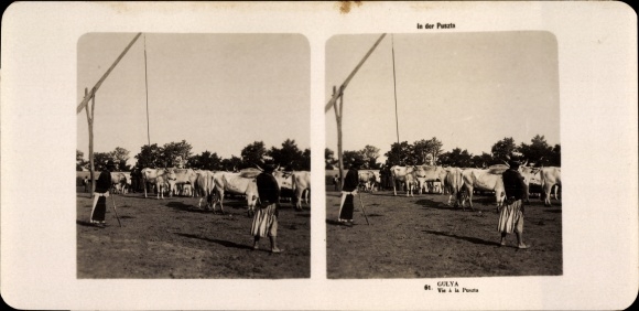 Stereo Photo Budapest Ungarn, 1906, In der Puszta, Kühe