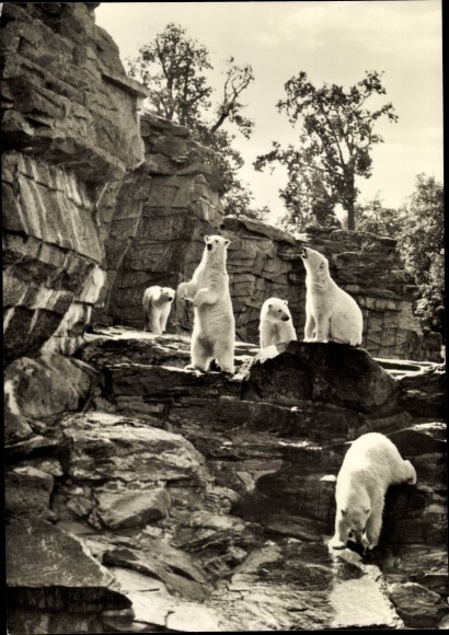 Postcard Berlin Lichtenberg Friedrichsfelde, zoo, polar bear enclosure, polar bears