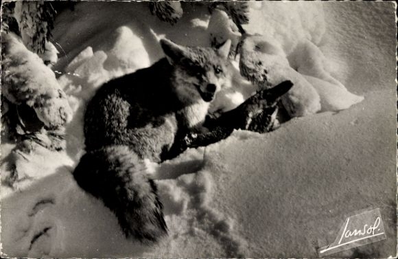 Postcard Les animaux de la Montagne, fox