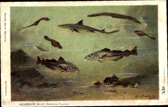 Artist Postcard Koekkoek, MA, aquarium, fish
