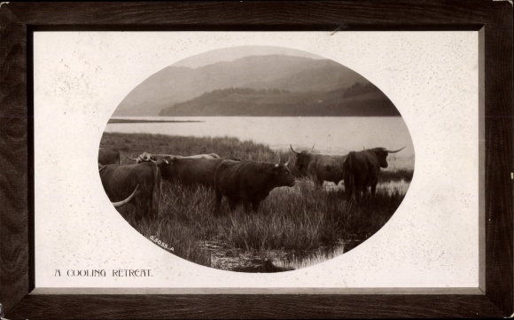 Embossed Passepartout PC Great Britain, A Coolling Retreat, Cattle by the Water
