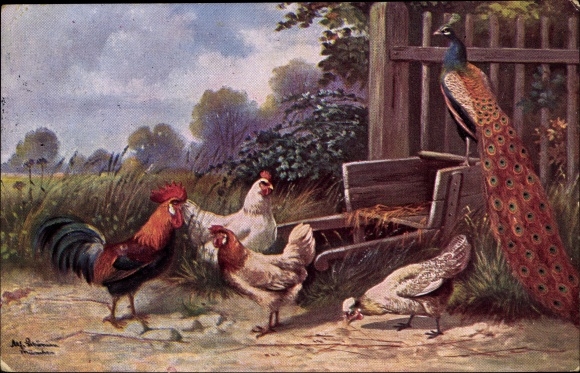 Künstler Ak Schönian, Alfred, Pfau, Hahn und Hühner