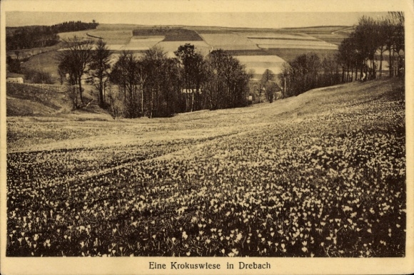Postcard Drebach in the Ore Mountains Saxony, crocus meadow