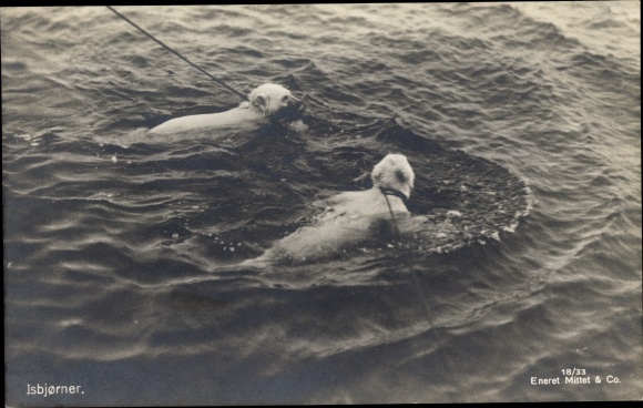 Postcard Isbjorner, cubs in water, on leash