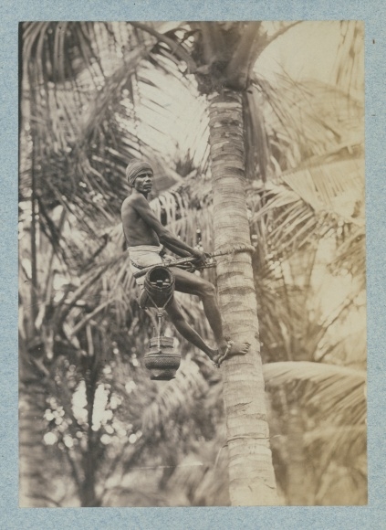 Photo Singapore, Coconut Pickers, Turban, circa 1880