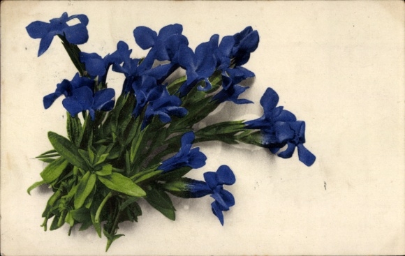 Postcard Urfeld am Walchensee Kochel am See, gentian bouquet