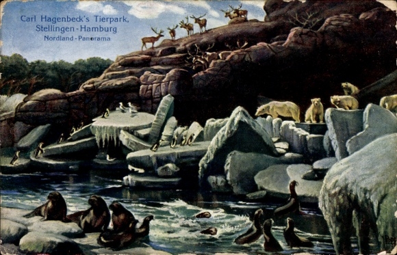 Postcard Hamburg Eimsbüttel Stellingen, Carl Hagenbeck's Zoo, Nordland Panorama, polar bears, seals