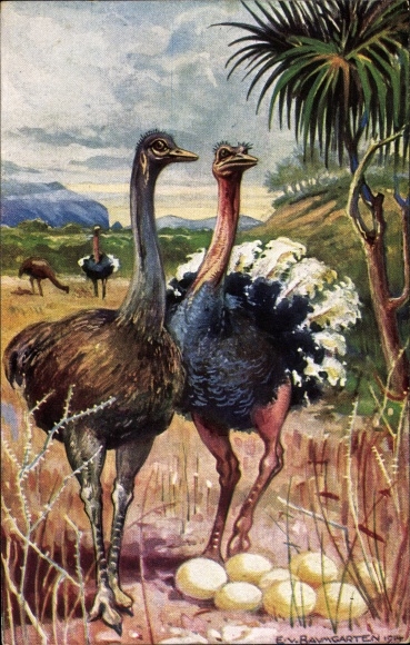 Artist PC Baumgarten, E. von, ostriches in South West Africa, ostrich eggs, German colonial areas