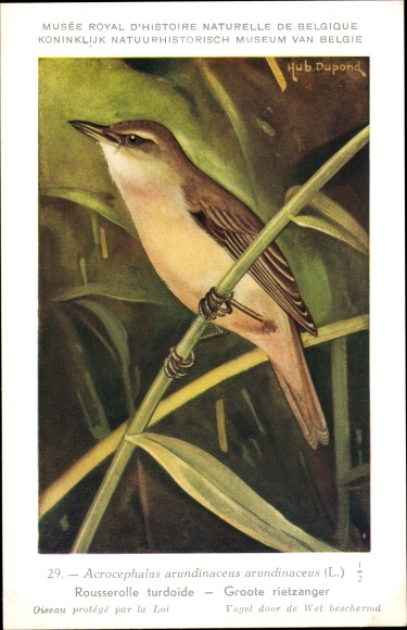 Artist PC Dupond, Hub., Acrocephalus arundinaceus, Great Reed Warbler