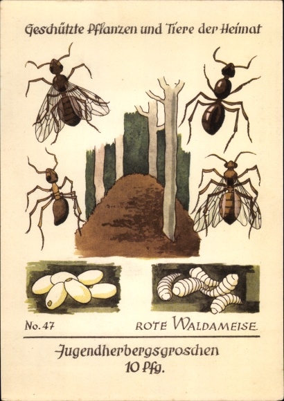 Artist PC red wood ant, youth hostel groschen, protected plants and animals of the homeland 47