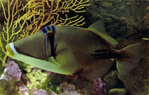 Postcard fish in the aquarium, triggerfish