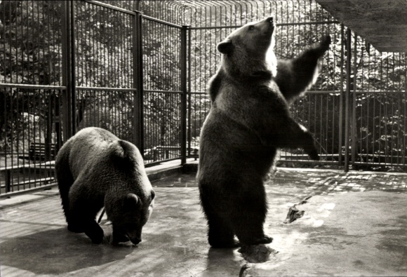 Ak Eberswalde in der Mark, Tierpark Eberswalde, Braunbären