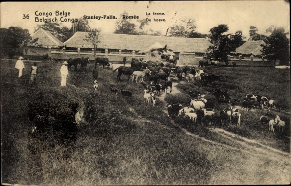 Postal Card Postcard DR Kongo Zaire, Belgian Congo, Stanley Falls, Romée, La Ferme, Rinder
