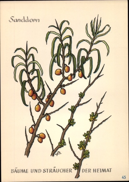 Postcard sea buckthorn, trees and shrubs from home, DJH youth hostel groschen
