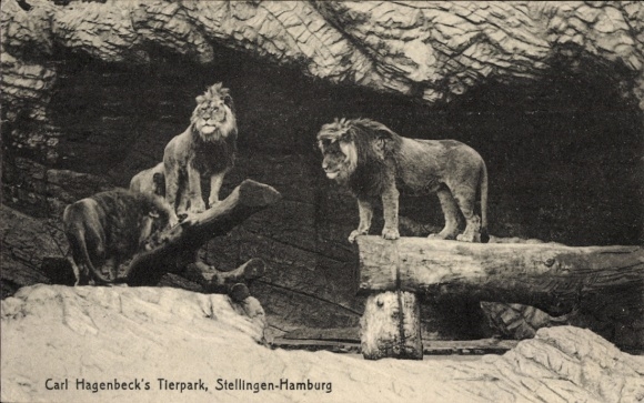 Postcard Hamburg Eimsbüttel Stellingen, Car Hagenbeck's Zoo, Lions