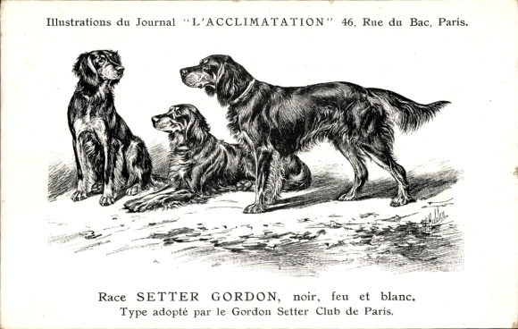 Künstler Ak Race Setter Grodon, Noir, feu et blanc, Rassehunde