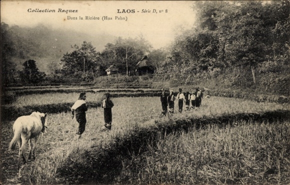 Ak Houaphan Laos, Dans la Riziere