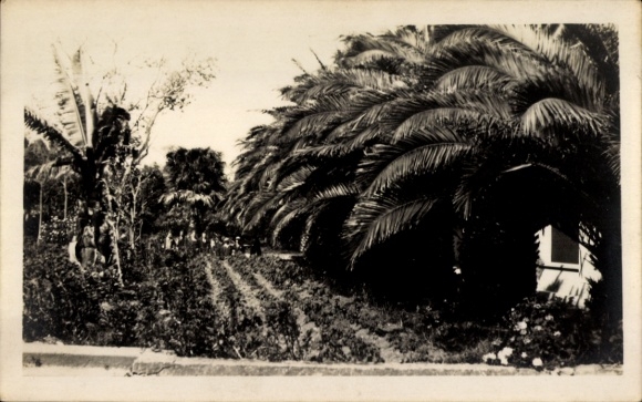 Photo Georgia, partial view of the garden, palm trees