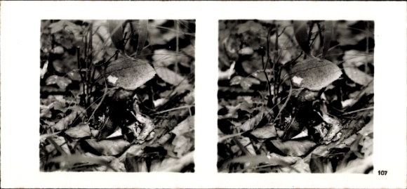 Stereo photo From the forest community, leech snail