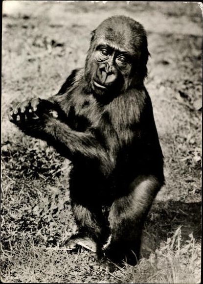 12 old Postcard monkeys, various views