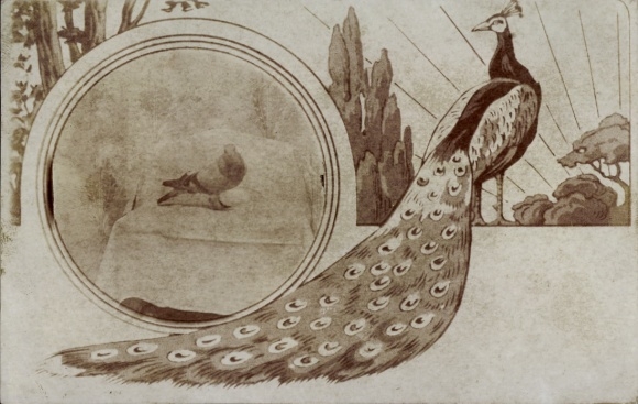 Passepartout Postcard Dove, Peacock